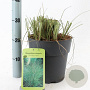 Miscanthus sin. 'Morning Light' 50-80 cm 6,5L