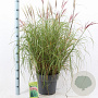 Miscanthus sin. 'Red Chief' 60-100 cm 12L