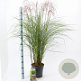 Miscanthus sin. Red Cloud GM 6,5L