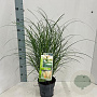 Miscanthus sin. 'Yaku Jima' 60-80 cm 2,0L