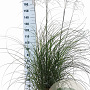 Miscanthus sin. 'Yaku Jima' 60-80 cm 12L