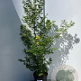 Acer pal. 'Katsura' 150-175 cm 20L