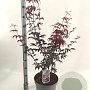 Acer pal. 'Red Emperor' 80-100 cm 10L