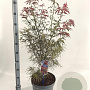 Acer pal. 'Red Pygmy' 40-50 cm 10L