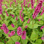 Persicaria amplexicaulis 'Lisan' GM P9