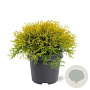 Chamaecyparis p. 'Filifera Aurea' 30-40 cm 5,0L