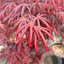Acer pal. 'Trompenburg' 150-175 cm 20L