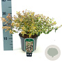 Abelia grandifl. 'Radiance' 20-25 cm 2,0L