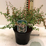 Abelia grandifl. 'Sparkling Silver' 20-25 cm 2,0L