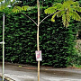 Albizia julibr. 'Evi's Pride' 200-250 cm 15L