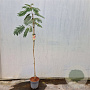 Albizia julibr. Ombrella 150 cm stam 7,5L