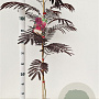 Albizia julibr. 'Summer Chocolate' 100-125 cm 3,0L