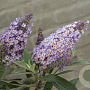 Buddleja dav. 'Candy Lila Sweetheart' ® 20-25 cm 2,0L