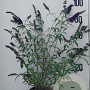 Buddleja d. 'Black Knight' 60-80 cm 10L