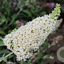 Buddleja d. Reve de Papillon White 30 cm 2,0L