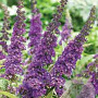 Buddleja d. 'Summer Bird Violet' 30-40 cm 3,0L