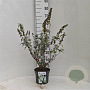 Buddleja d. 'White Profusion' 40-50 cm 3,0L