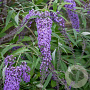 Buddleja d. 'Wisteria Lane' 30-40 cm 3,0L