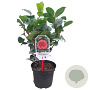 Camellia j. 'Lady Campbell' 40-50 cm 3,0L