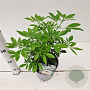 Choisya ternata 20-30 cm 2,5L