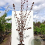 Corylus avellana 'Rode Zellernoot' 170-200 cm 10L