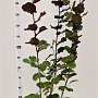 Corylus m. 'Purpurea' 150-175 cm 5,0L