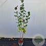 Corylus m. 'Purpurea' 170-200 cm 10L