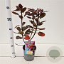 Cotinus cog. 'Royal Purple' 30-40 cm 2,5L