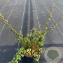 Cotoneaster suec. 'Coral Beauty' GM P15