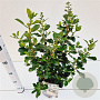 Escallonia 'Iveyi' 30-40 cm 2,5L