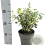 Euonymus fort. 'Emerald Gaiety' 20-30 cm 2,0L
