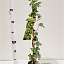 Hedera hel. 'Glacier' 70-80 cm rozenpot 2L