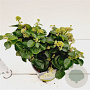 Hedera hib. 'Arbori Compact' 25-30 cm 2,5L