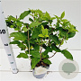 Hydrangea pan. 'Limelight' 30-40 cm 2,5L