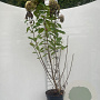 Hydrangea pan. 'Limelight' GM 7,5L