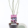 Magnolia 'Betty' 40-50 cm 3,0L
