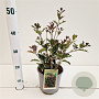 Osmanthus heter. 'Purpureus' 25-30 cm 2,5L