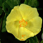 Pavonia praemorsa 'Yellow Mallow' 20-30 cm 2,5L