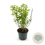 Philadelphus 'Virginal' 30-40 cm 3,0L