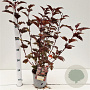 Physocarpus opulif. Lady in Red 30-40 cm 2,5L