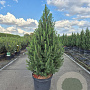 Picea gl. 'Conica' 60-70 cm 5,0L