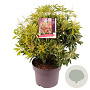 Pieris 'Forest Flame' 30-40 cm 5,0L