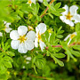 Potentilla f. 'Manchu' 20-30 cm 2,0L