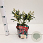 Skimmia j. 'Rubinetta' 20-25 cm 2,0L