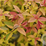 Spiraea bumalda 'Goldflame' 25-30 cm 2,0L