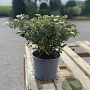 Spiraea jap. 'Albiflora' 20-30 cm 2,0L