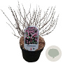 Symphoricarpos d. 'Magic Berry' 30-40 cm 3,0L