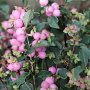 Symphoricarpos Magical Sweet 60-80 cm 10L