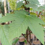 Acer pseud. 'Purpureum' 25-30 HO draadkluit 250 cm stam