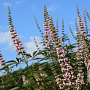 Vitex agnus-castus Galactic Pink 10-15 cm 2,0L